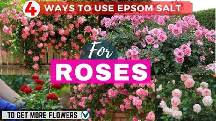epsom salt for roses