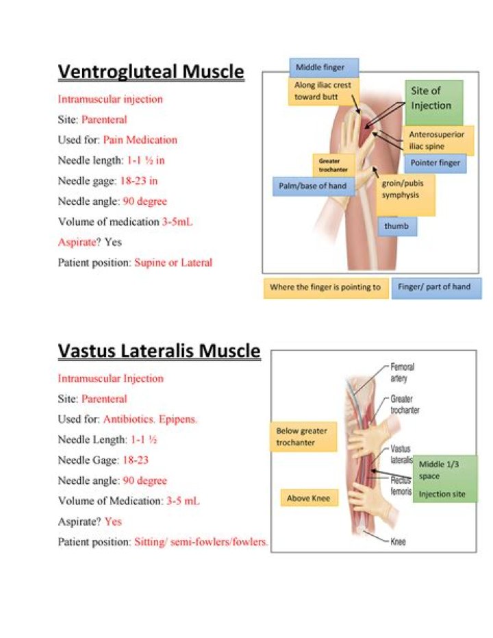 ventral gluteal