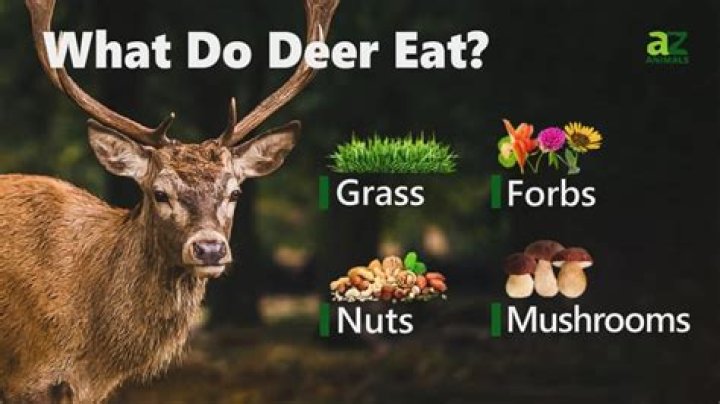 what do deers like to eat