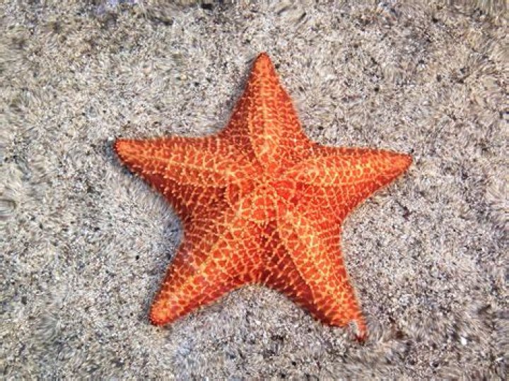 what is a starfish